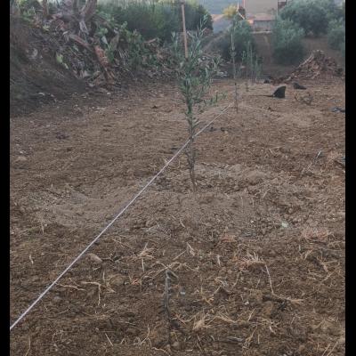 SI PIANTANO NUOVI ALBERI DI NULIVO