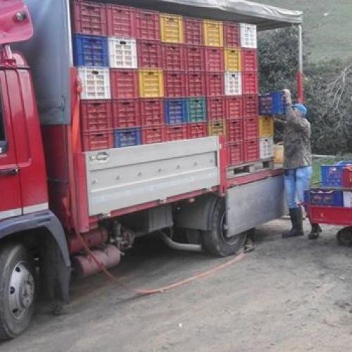 logistica - arane ardizzone