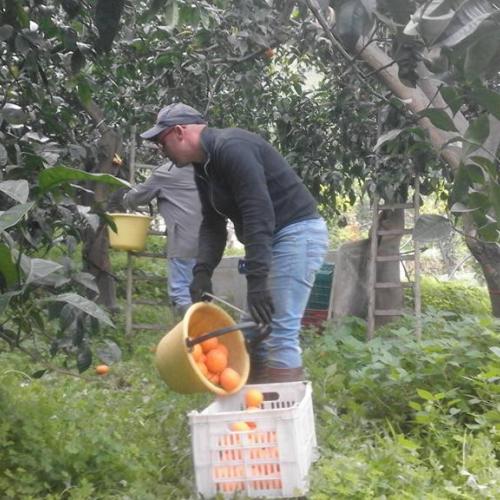 arane ardizzone