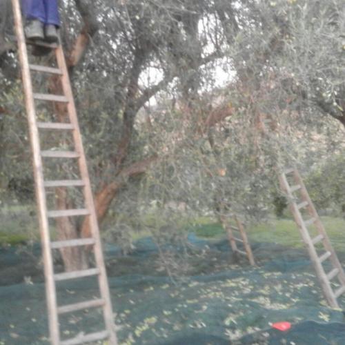 raccolta olive